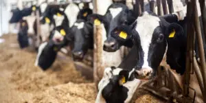 H5N1: Where we are now and what to know for WDE